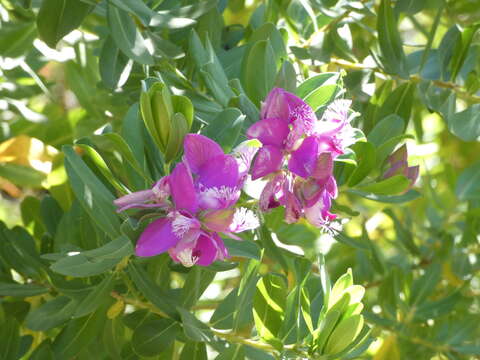 Image of myrtle-leaf milkwort