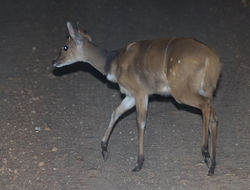 Image of Bushbuck