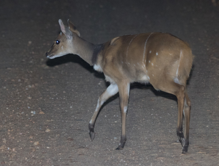 Image of Bushbuck