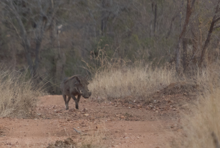 Image of Common Warthog