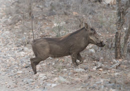 Image of Common Warthog