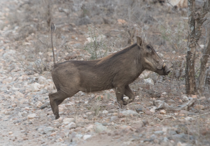Image of Common Warthog