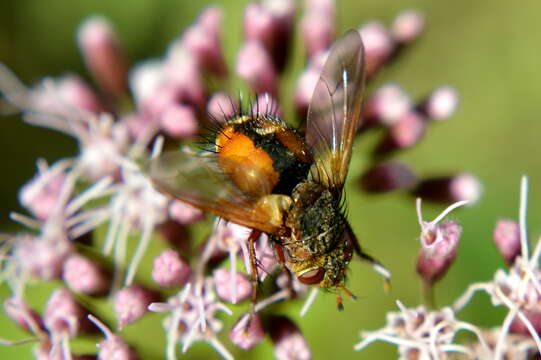 Image de Tachina fera (Linnaeus 1761)