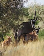 Image of Gemsbok