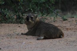 Image of Rock Hyrax