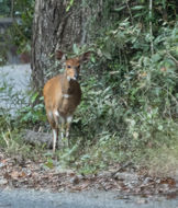 Image of Bushbuck