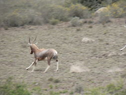 Image of Blesbok