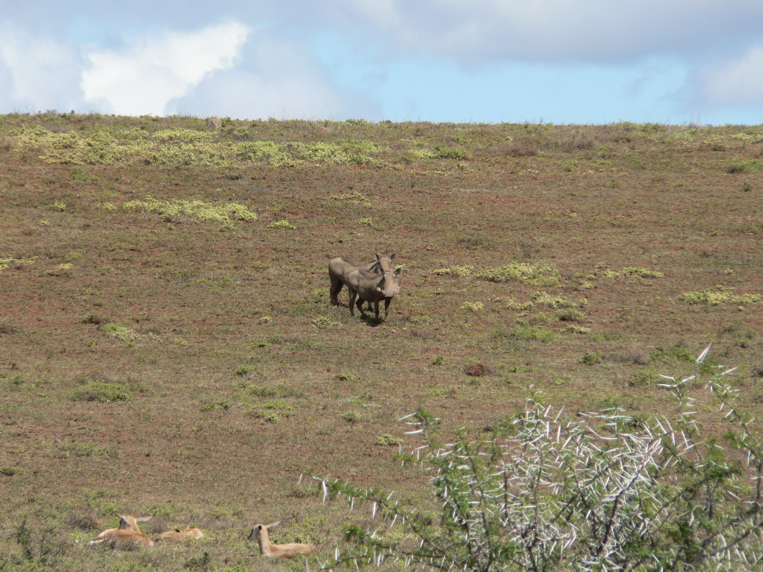 Image of Common Warthog