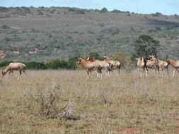 Image of Blesbok