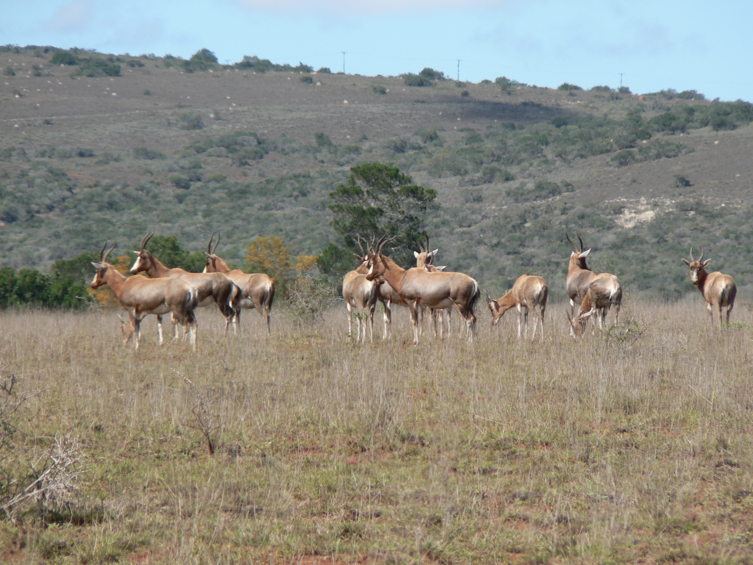 Image of Blesbok