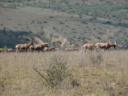 Image of Blesbok