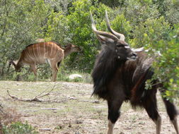 Image of Nyala