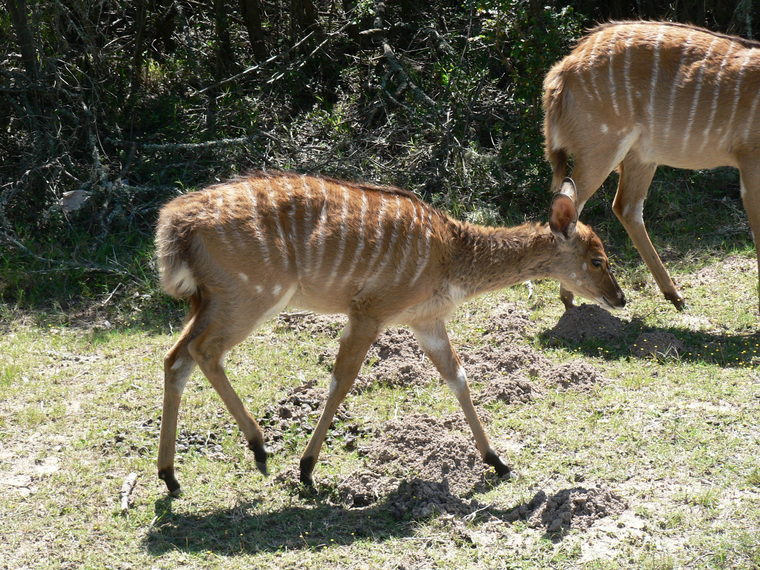 Image of Nyala