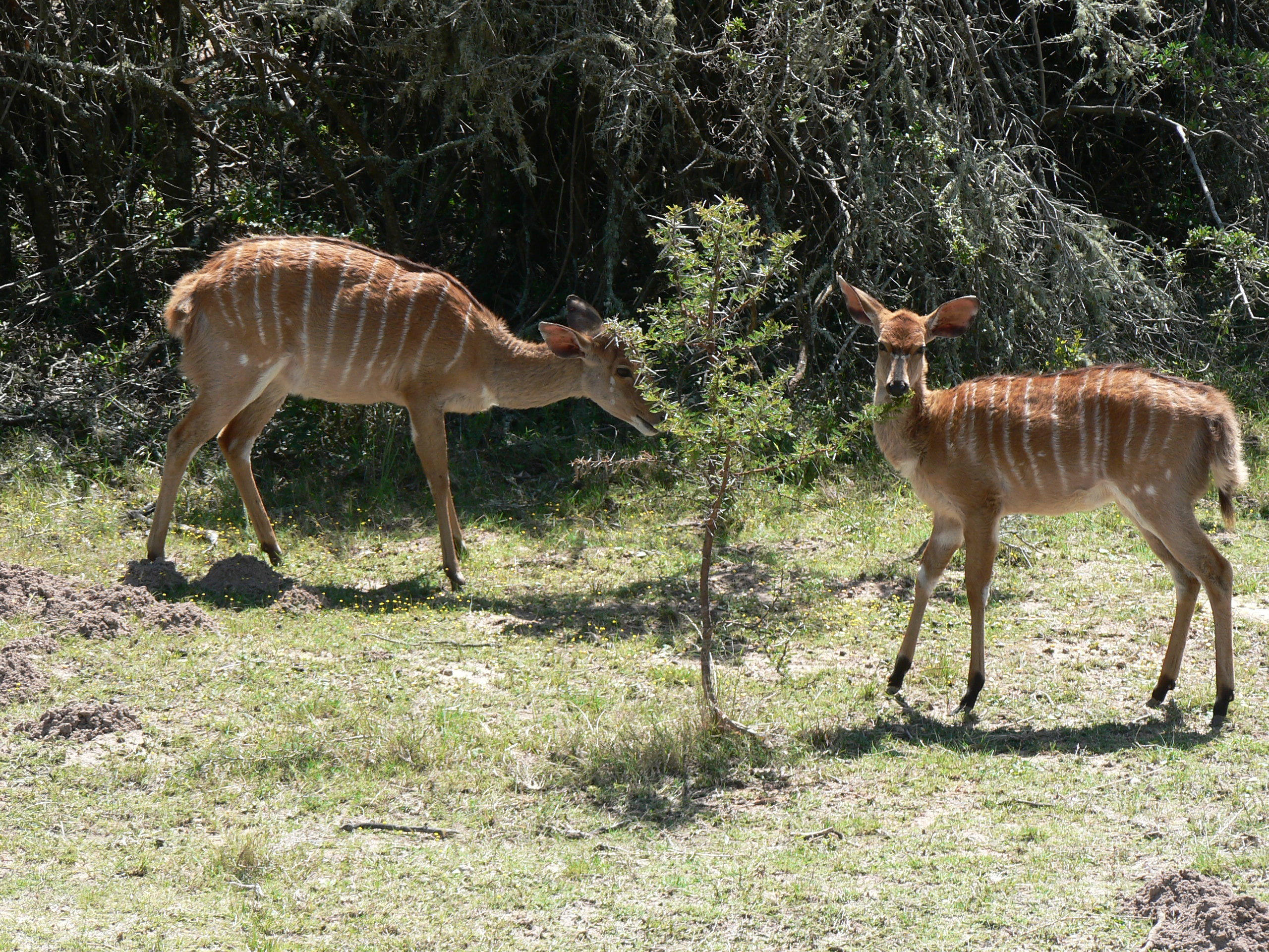 Image of Nyala