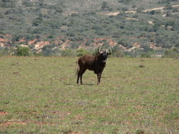 Image of Black Wildebeest