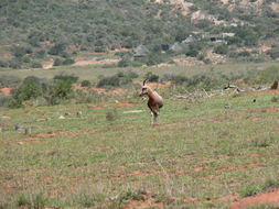 Image of Blesbok