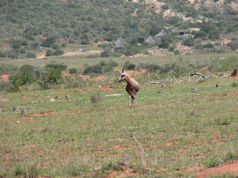 Image of Blesbok