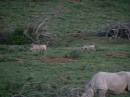 Image of Common Warthog