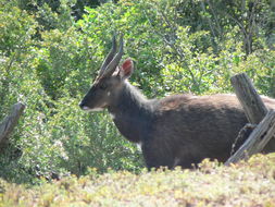 Image of Bushbuck