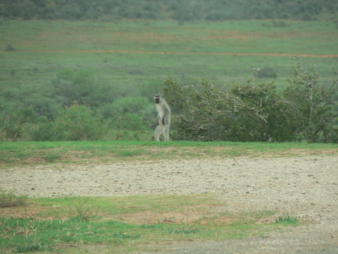 Image of Vervet Monkey