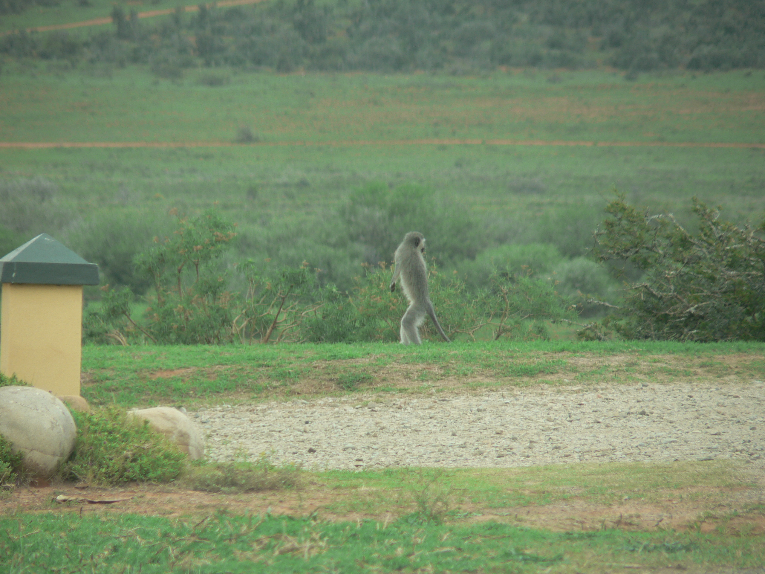 Image of Vervet Monkey