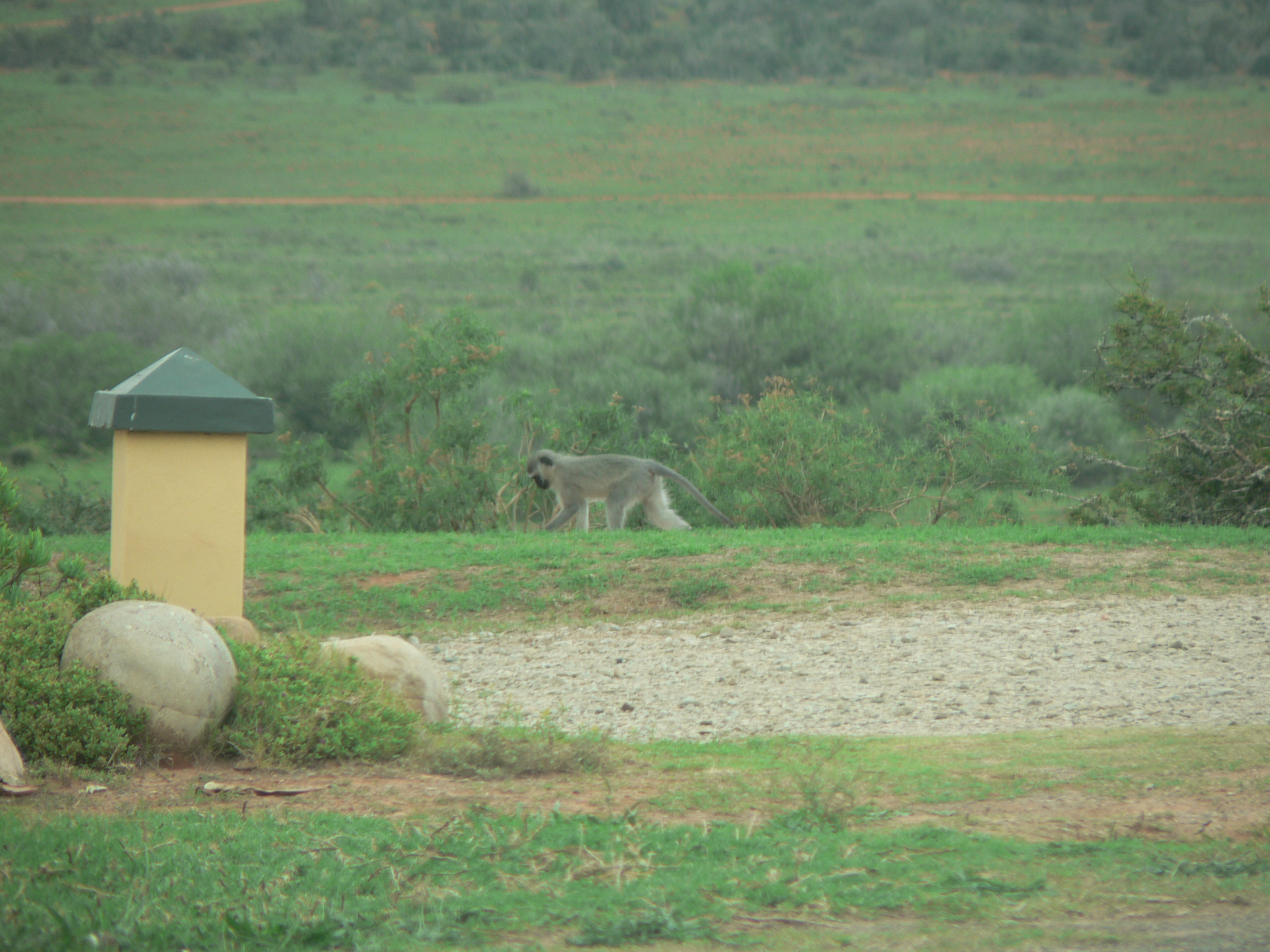 Image of Vervet Monkey