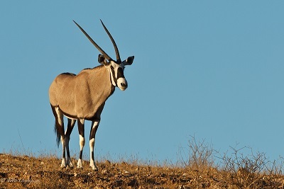 Image of Gemsbok