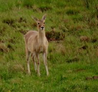 Image of Grey Rhebok