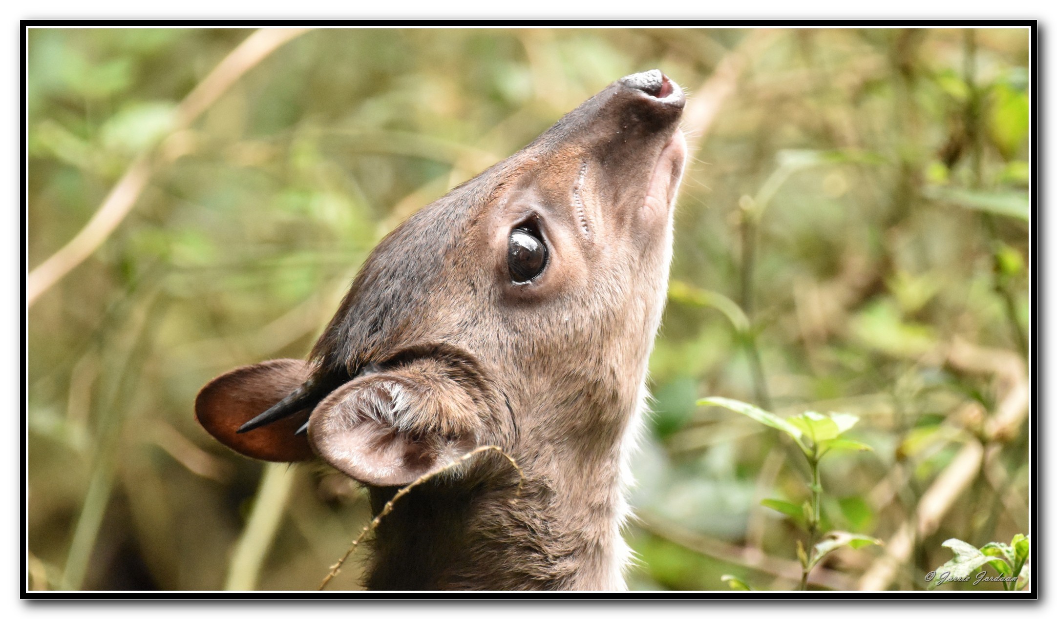 Image of Blue Duikers