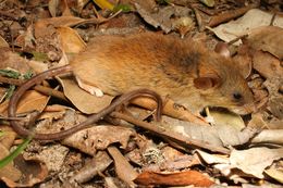 Image of Brants's African Climbing Mouse -- Brant's Climbing Mouse