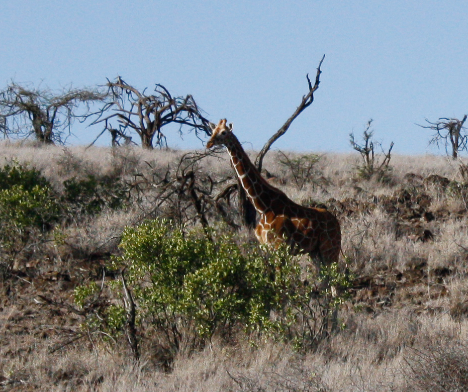 Image of Reticulated Giraffe