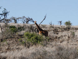 Image of Reticulated Giraffe