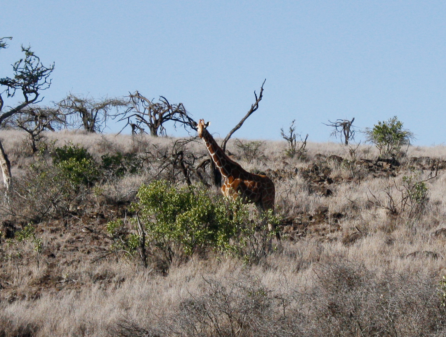 Image of Reticulated Giraffe