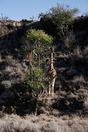 Image of Reticulated Giraffe