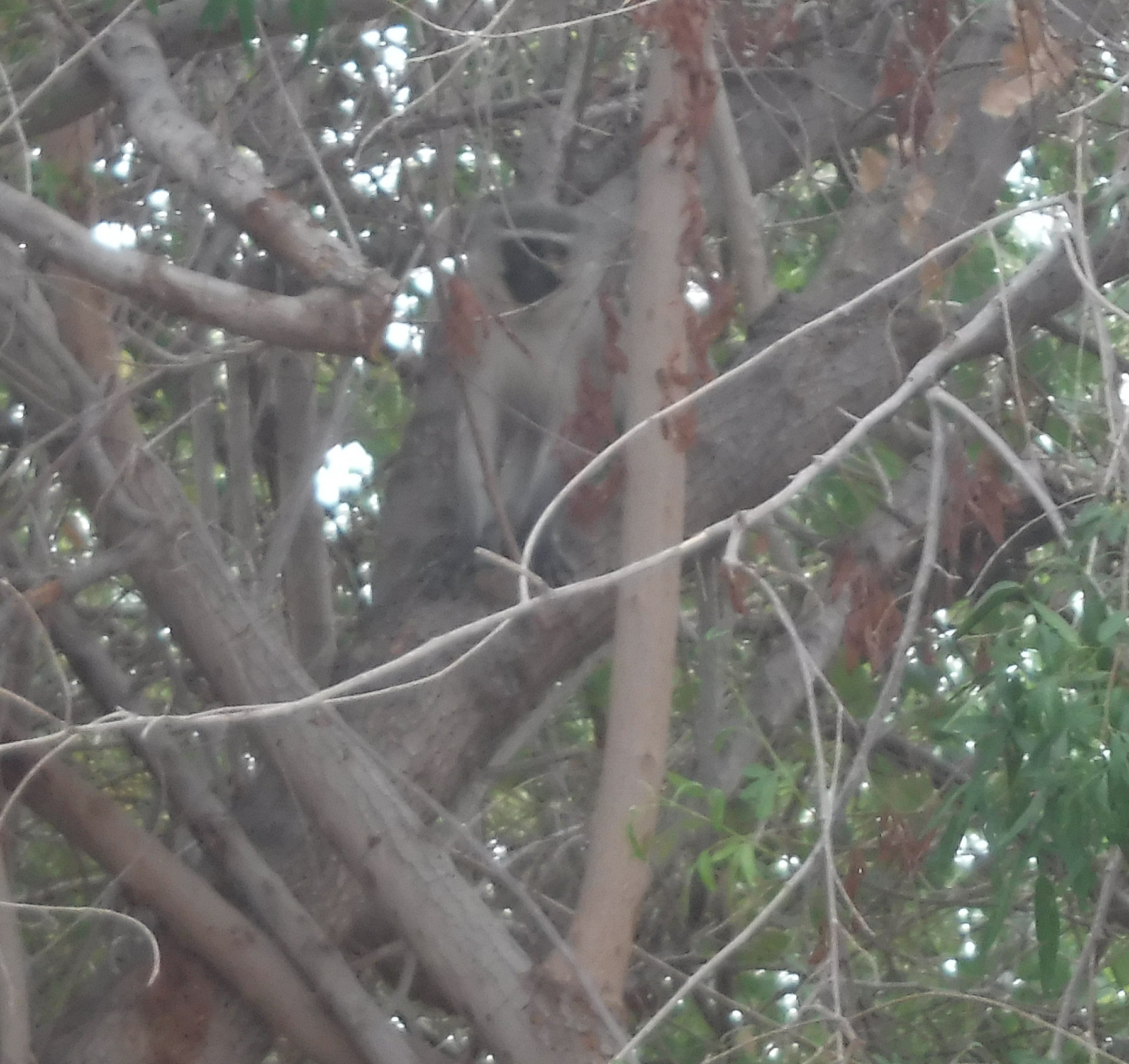 Image of Vervet Monkey