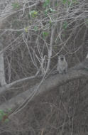 Image of Vervet Monkey