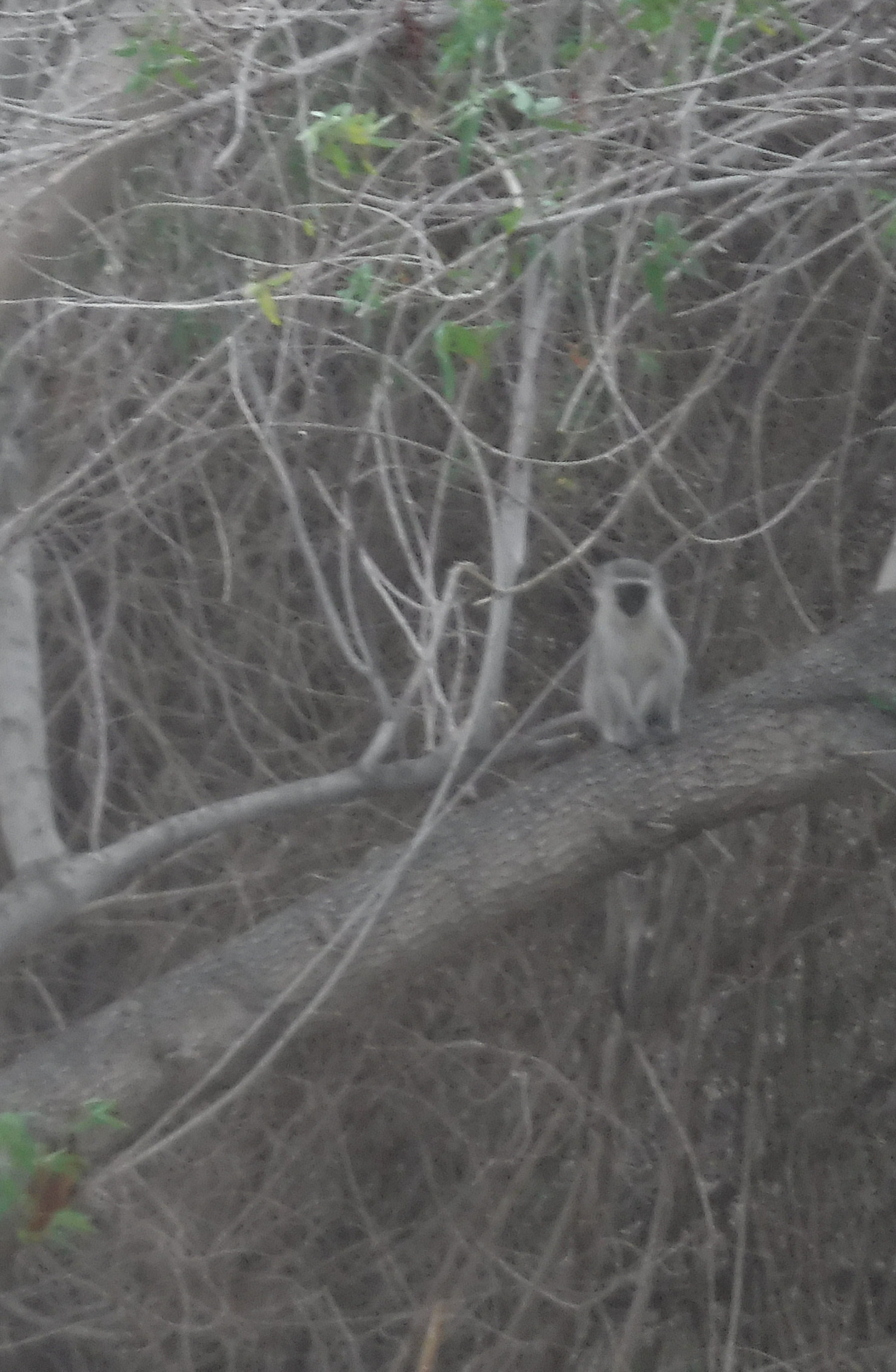 Image of Vervet Monkey