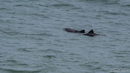 Image of Benguela Dolphin