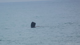 Image of Southern Right Whale