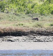 Image of Grey Rhebok