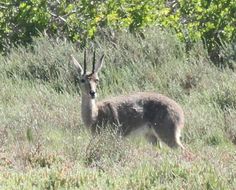 Image of Grey Rhebok