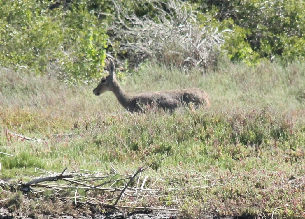 Image of Grey Rhebok