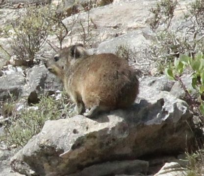 Image of Rock Hyrax