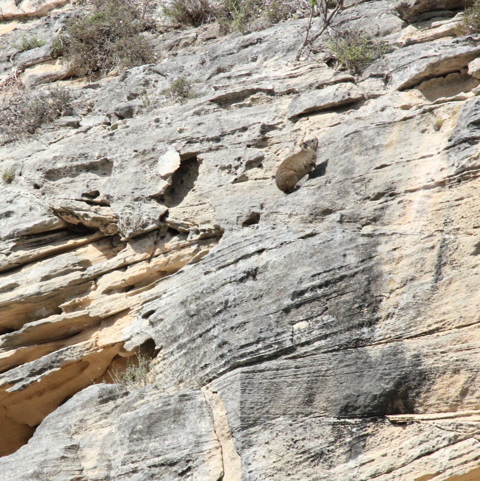 Image of Rock Hyrax