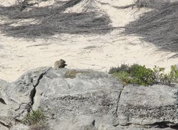 Image of Rock Hyrax