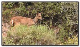 Image of Bushbuck