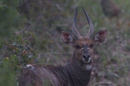 Image of Bushbuck