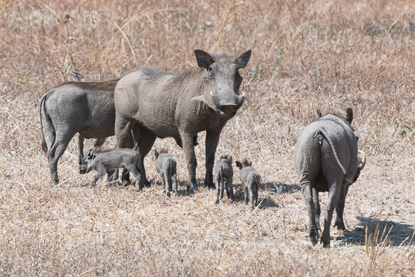 Image of Common Warthog