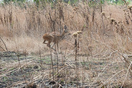 Image of Bohor Reedbuck