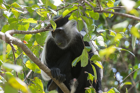 Colobus angolensis Sclater 1860 resmi